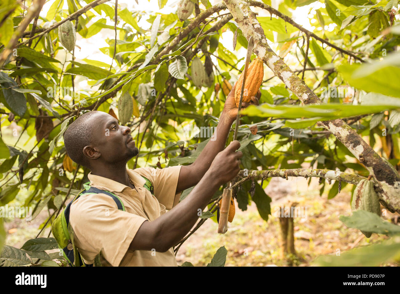 Harvesting cocoa in africa hires stock photography and images Alamy
