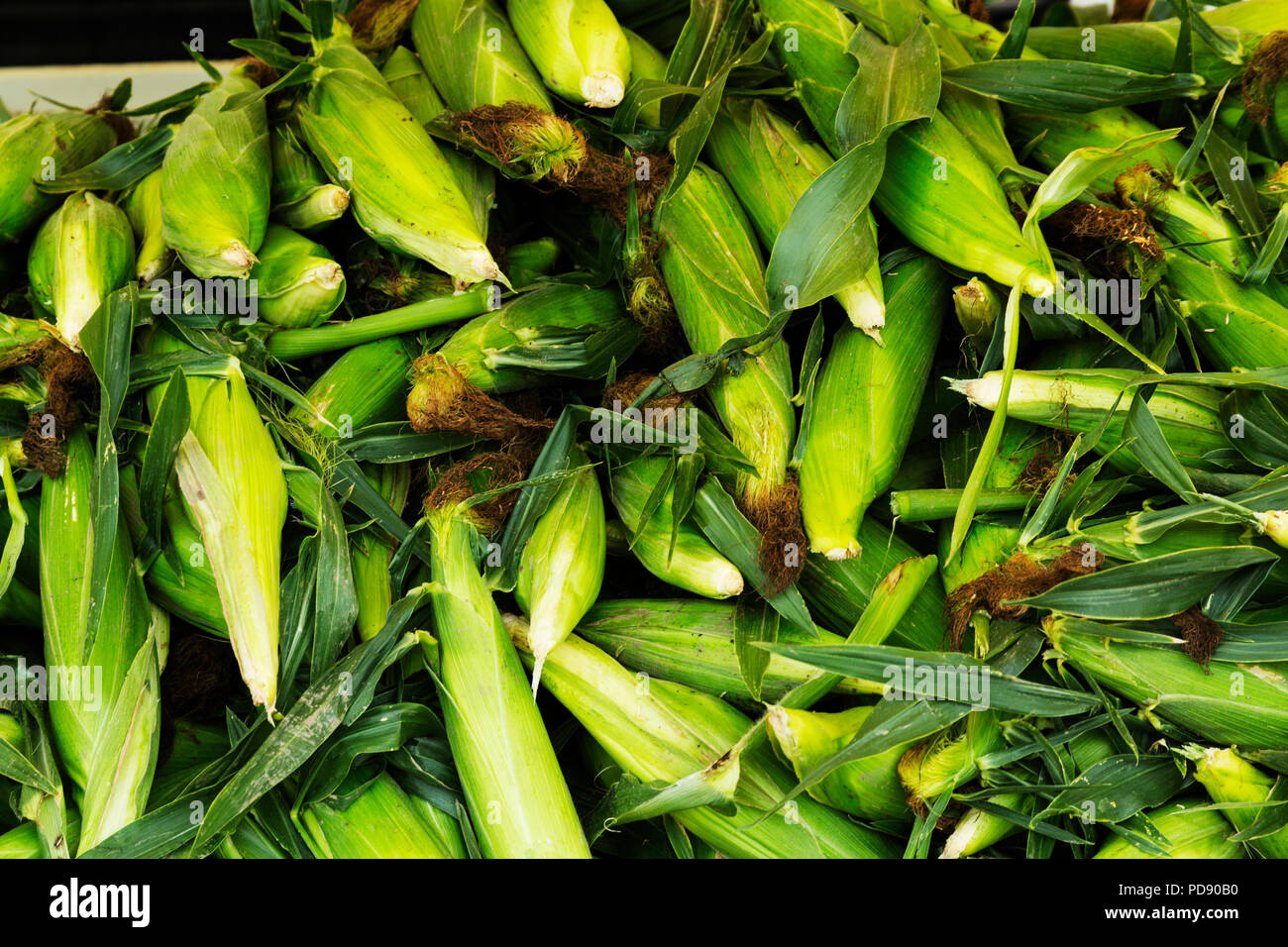 Fresh corn cobs for sale at market stand Stock Photo Alamy