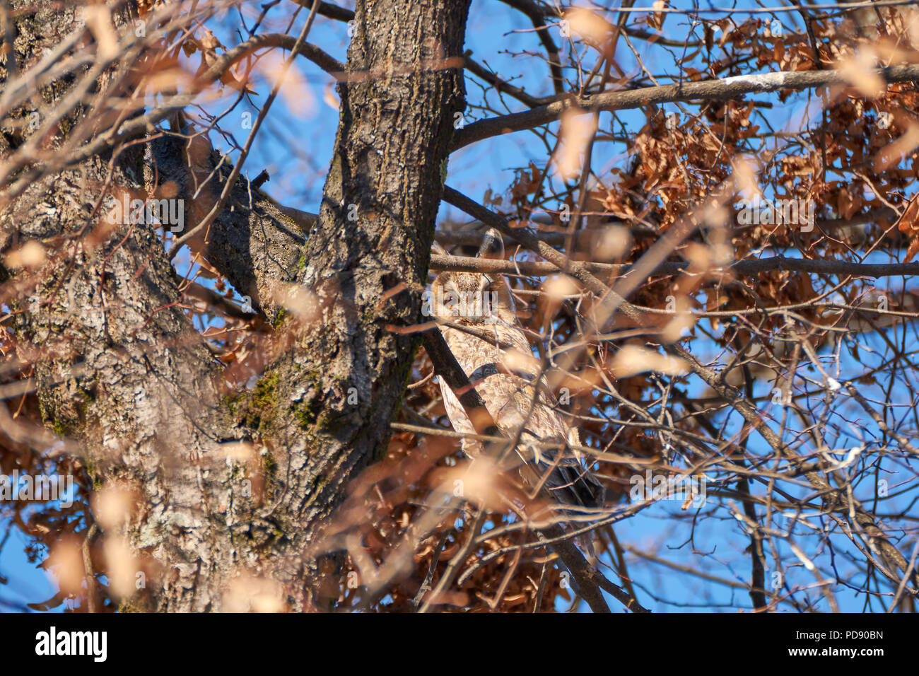 Asio Otus - Long-eared owl Stock Photo - Alamy