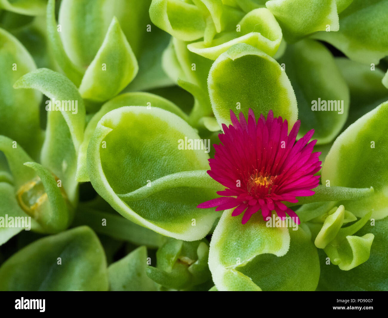 Ice Plant Flower Stock Photo Alamy