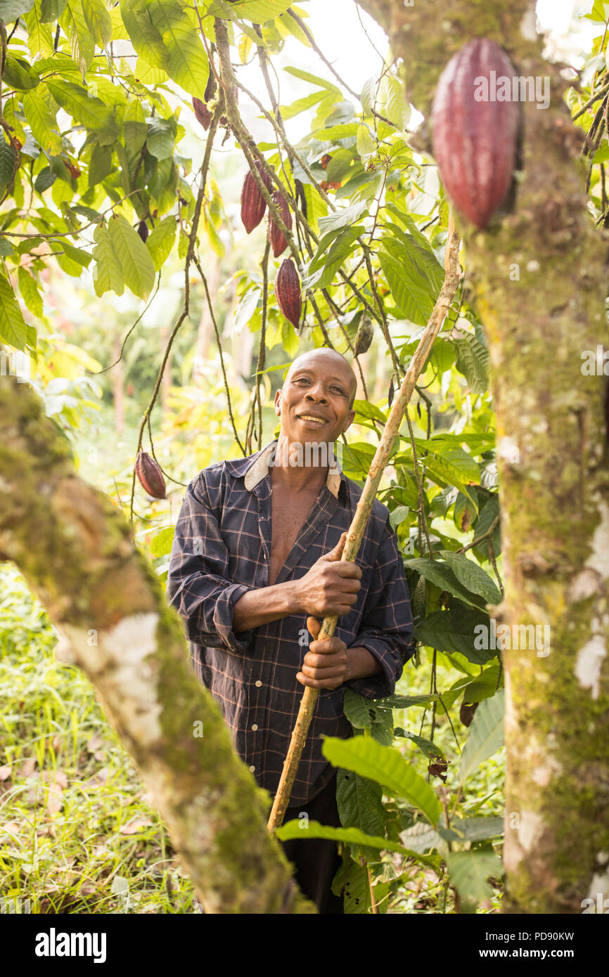 A cocoa bean harvester uses a long pole to extract cocoa bean pods on a