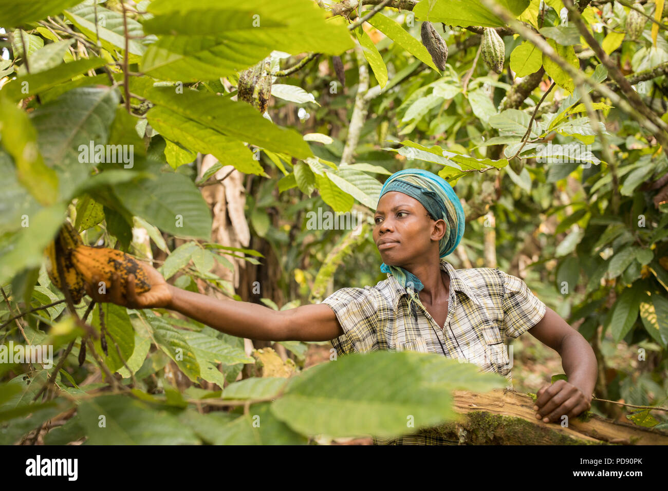 A worker harvests fresh cocoa bean pods from a plantation in Mukono