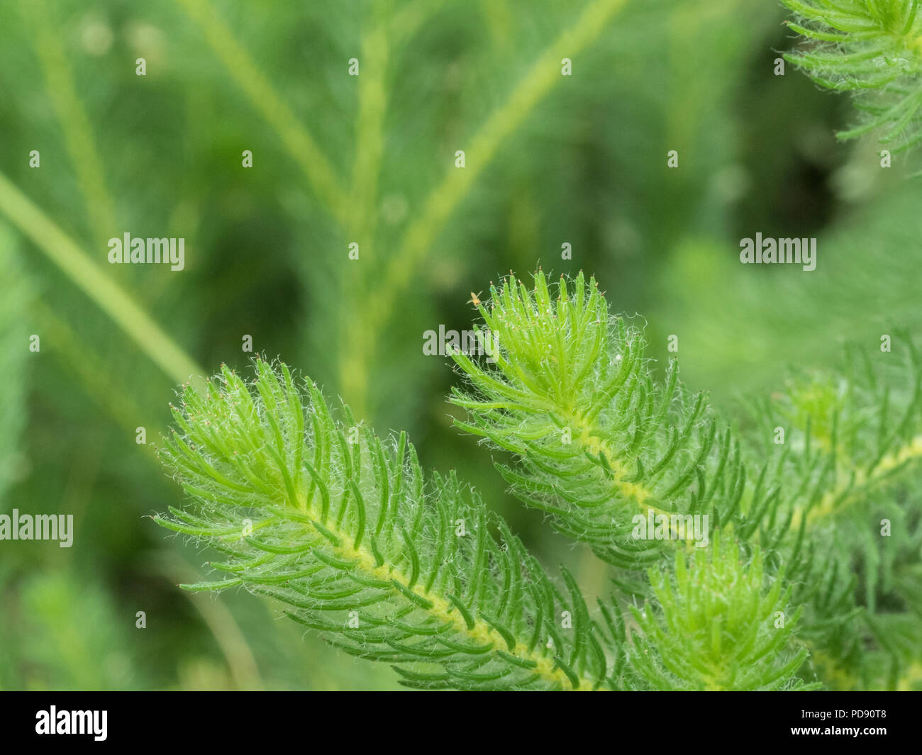 Plant structure hi-res stock photography and images - Alamy
