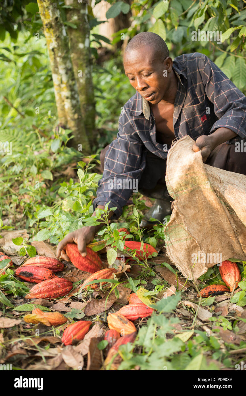 A worker harvests fresh cocoa bean pods from a plantation in Mukono