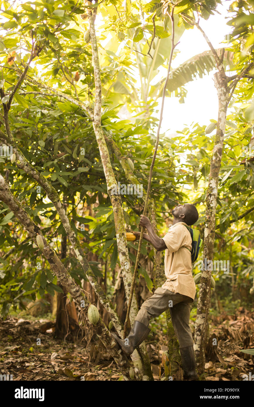 A cocoa bean harvester uses a long pole to extract cocoa bean pods on a