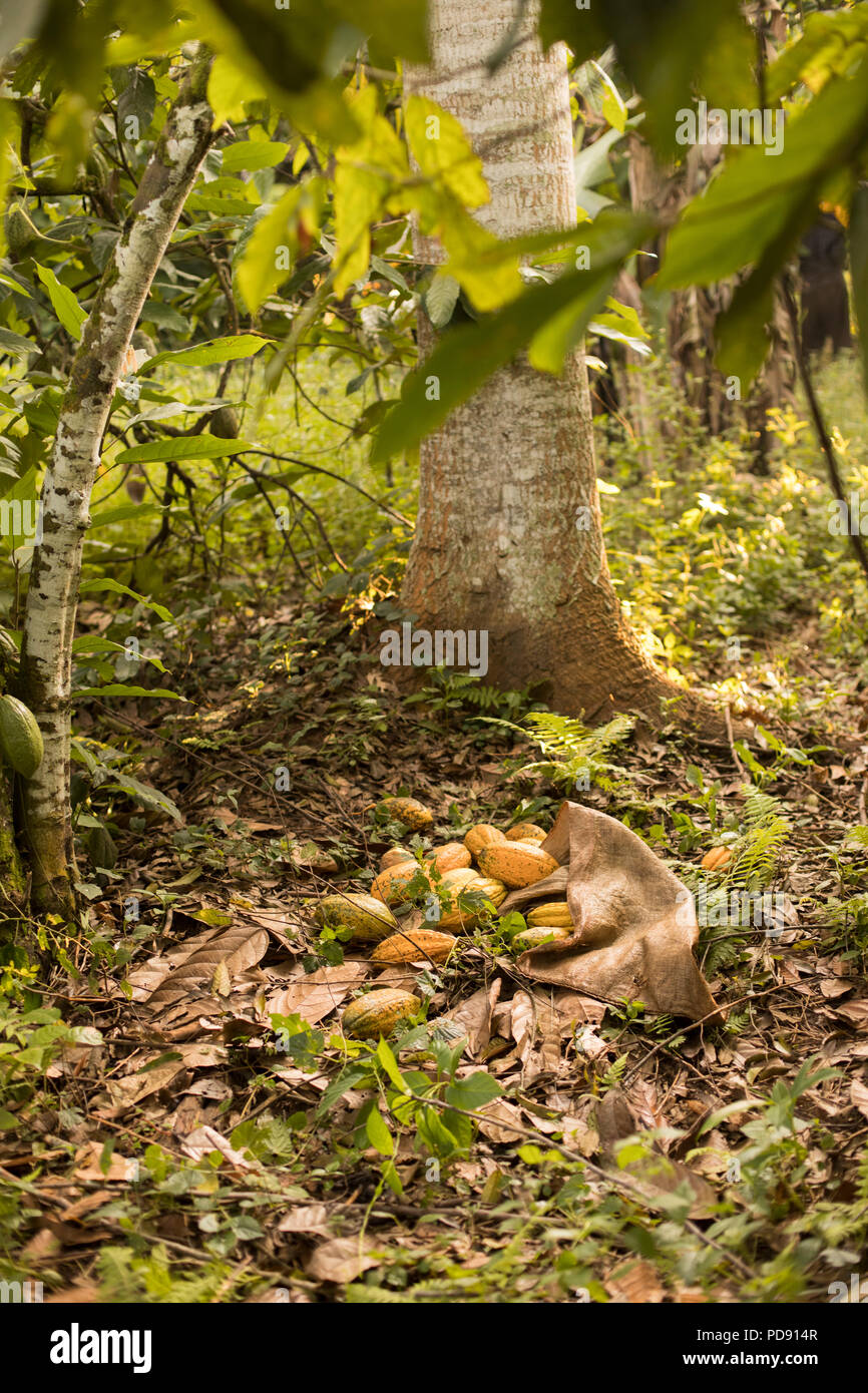Freshlyharvested cocoa beans are piled up on a cocoa plantation in