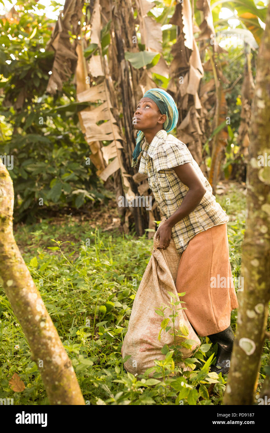 A worker harvests fresh cocoa bean pods from a plantation in Mukono