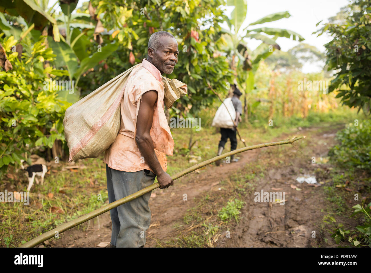 A cocoa bean harvester walks through a cocoa plantation with a long