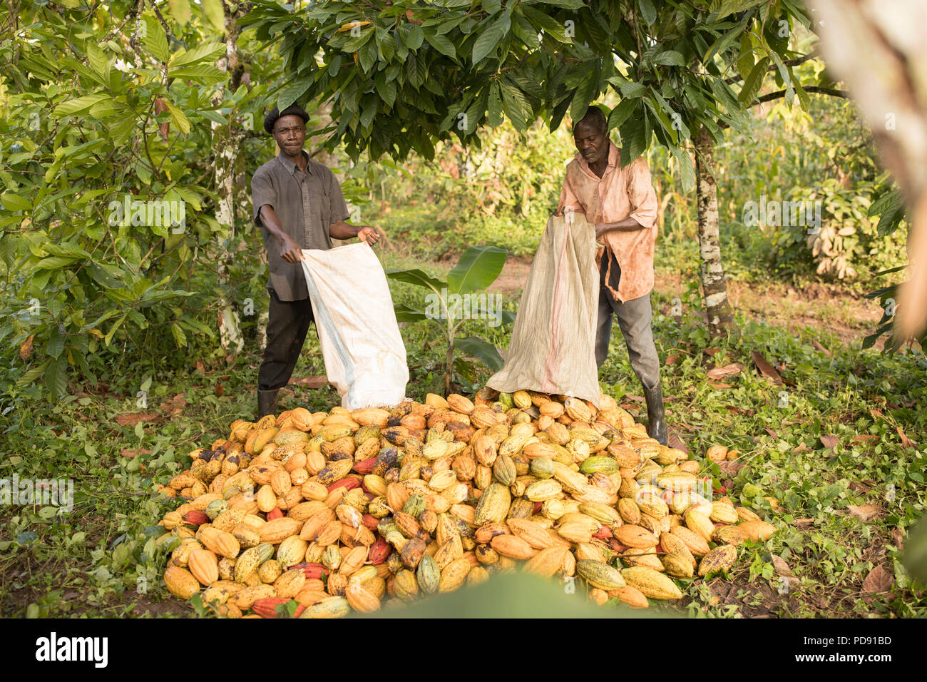 pics Cocoa Beans Plantation https www alamy com freshly harvested cocoa beans are piled up on a cocoa plantation in mukono district uganda east africa image214713617 html