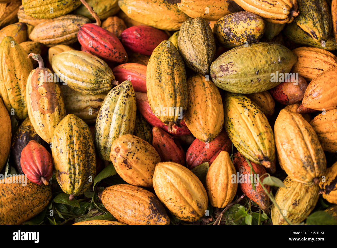 Cocoa beans and cocoa pod hires stock photography and images Alamy