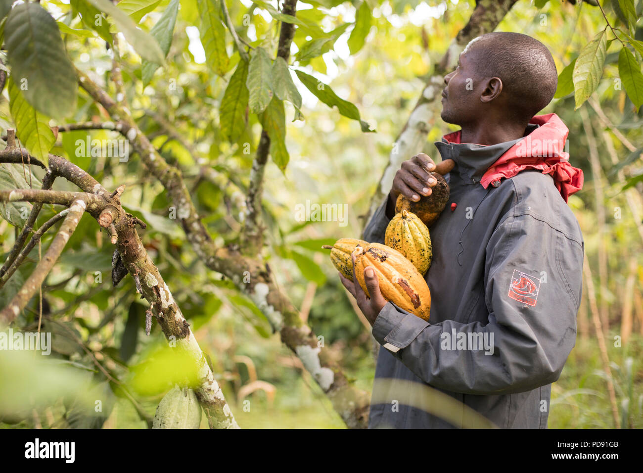 A worker harvests fresh cocoa bean pods from a plantation in Mukono