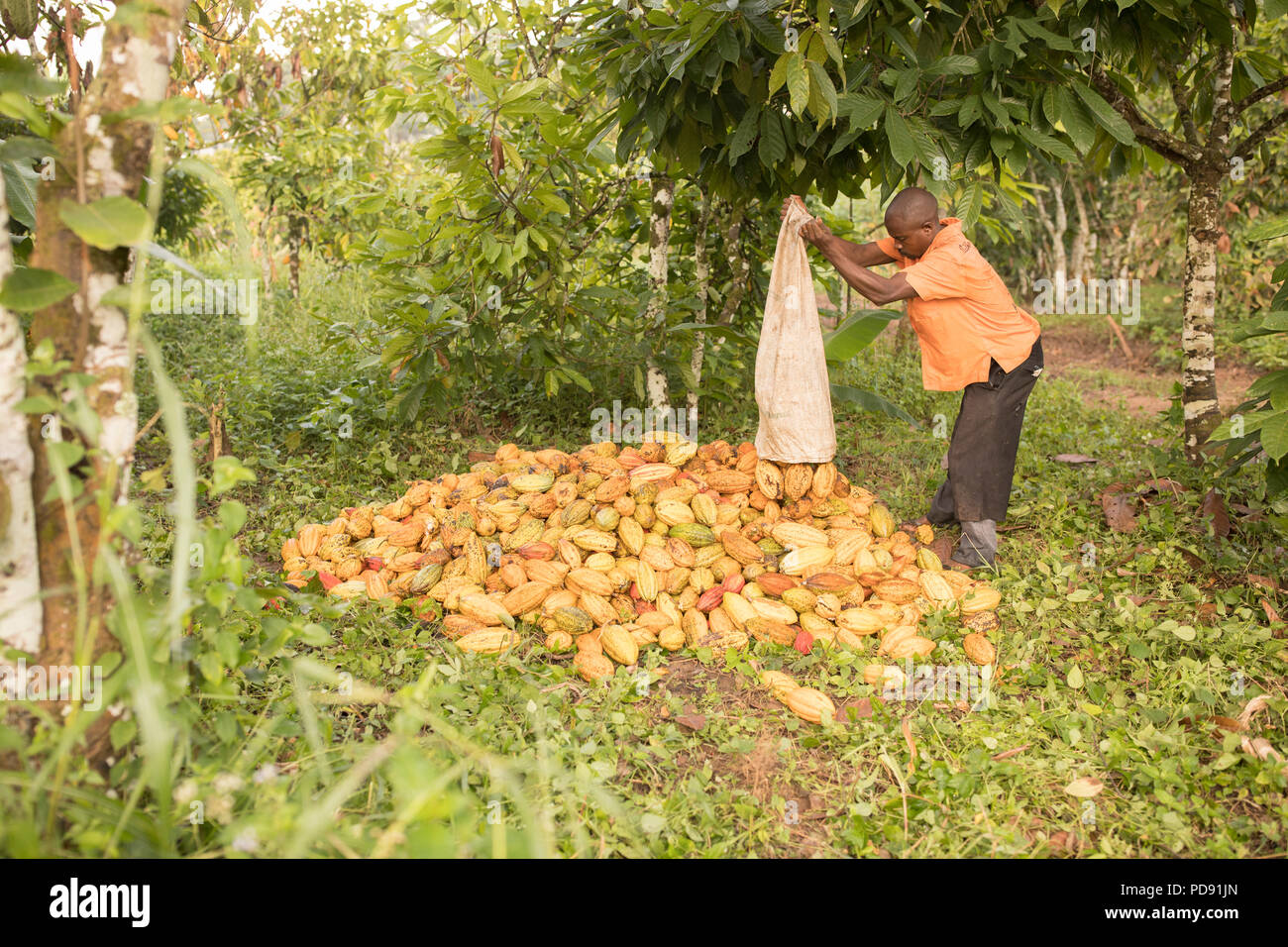 pic Cocoa Beans Plantation alamy