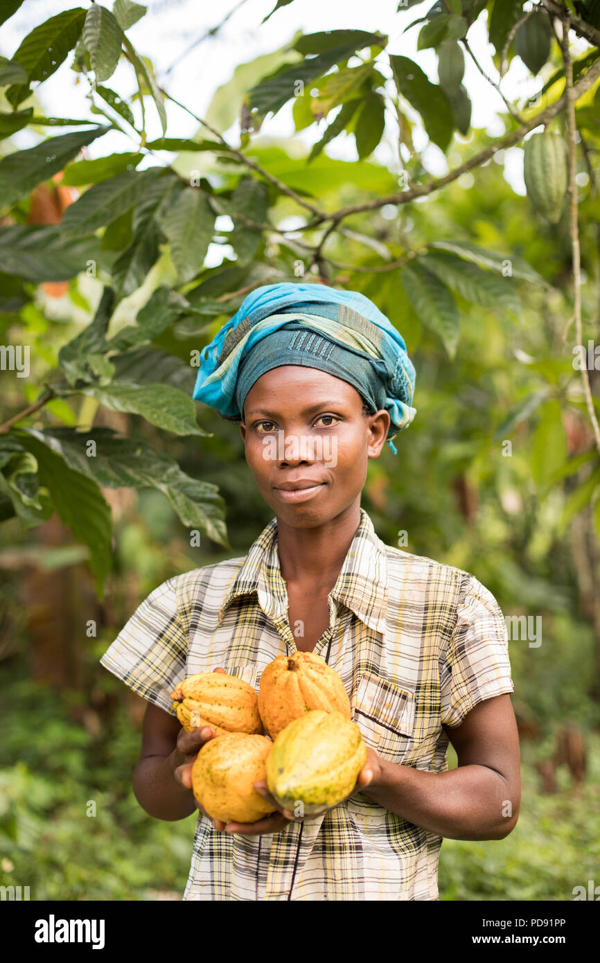 A worker harvests fresh cocoa bean pods from a plantation in Mukono