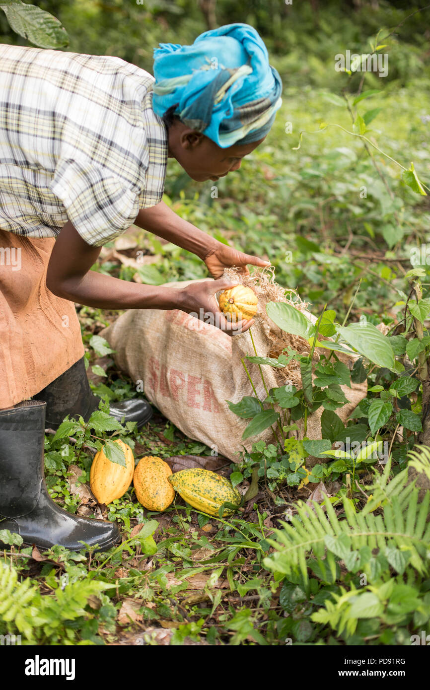 A worker harvests fresh cocoa bean pods from a plantation in Mukono