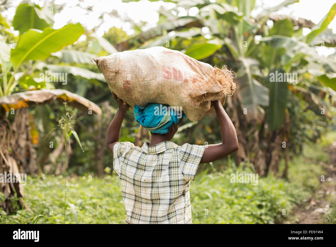 A worker carries a sack of freshlyharvested cocoa beans on a cocoa