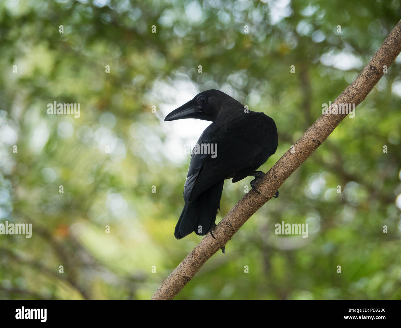 Black House Crow Bird Stock Photo - Alamy