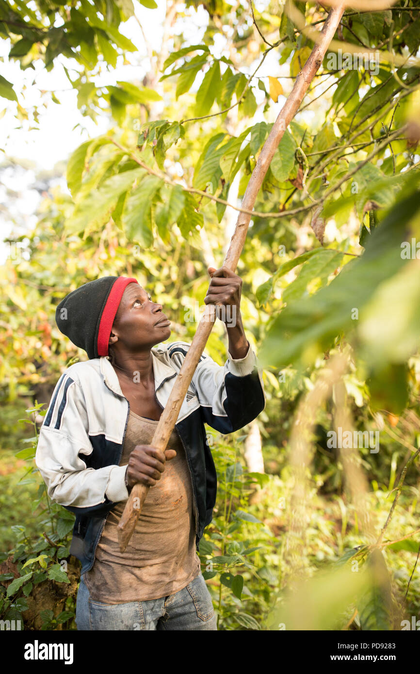 A cocoa bean harvester uses a long pole to extract cocoa bean pods on a plantation in Mukono