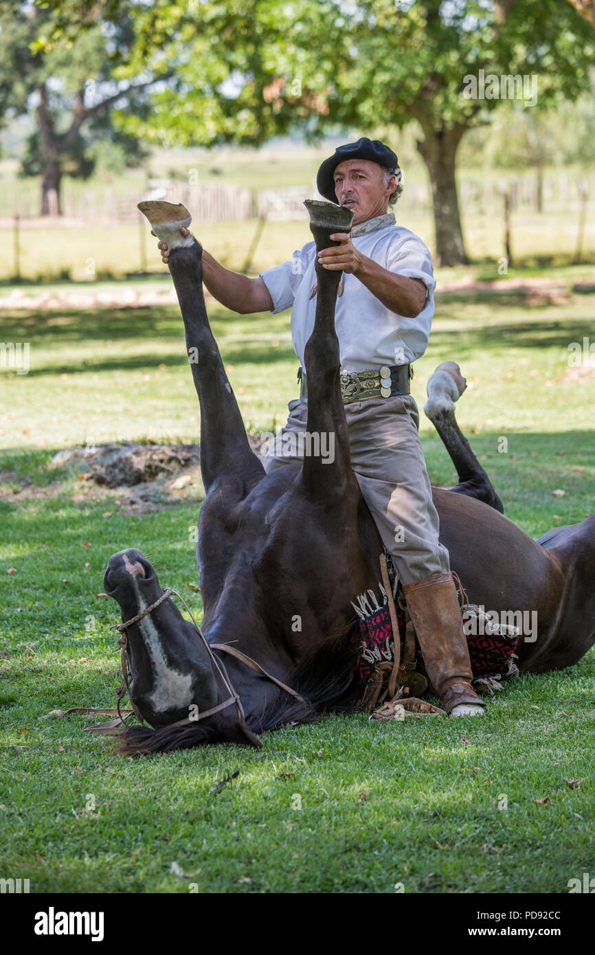 Argentina, Pampas, San Antonio de Areco. Traditional estancia, El Ombu