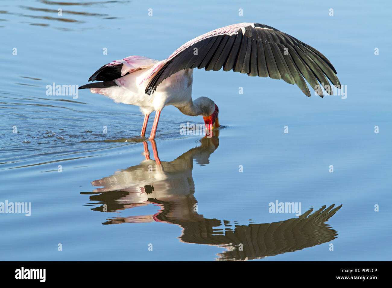 Yellow-billed Stork hunting Stock Photo