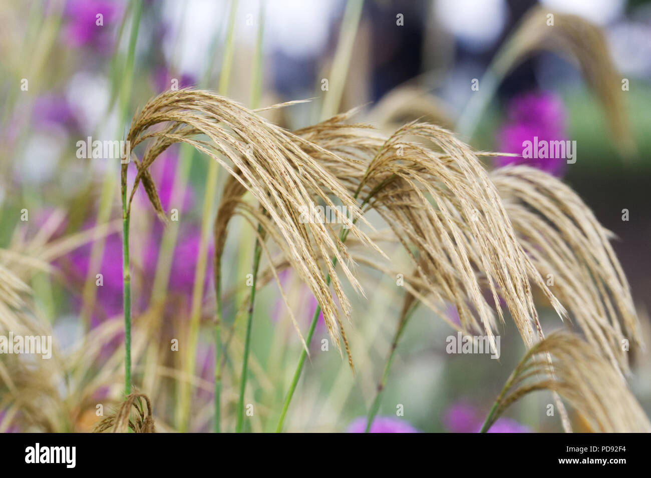 Miscanthus nepalensis. Himalaya Fairy Grass. Stock Photo