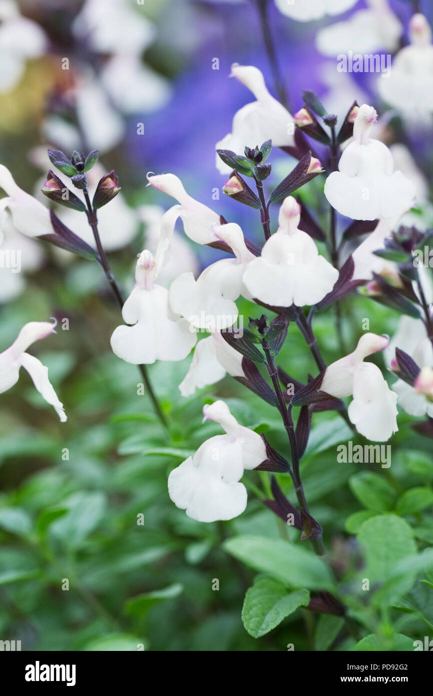 Salvia 'Heatwave Glimmer' flowers. Stock Photo