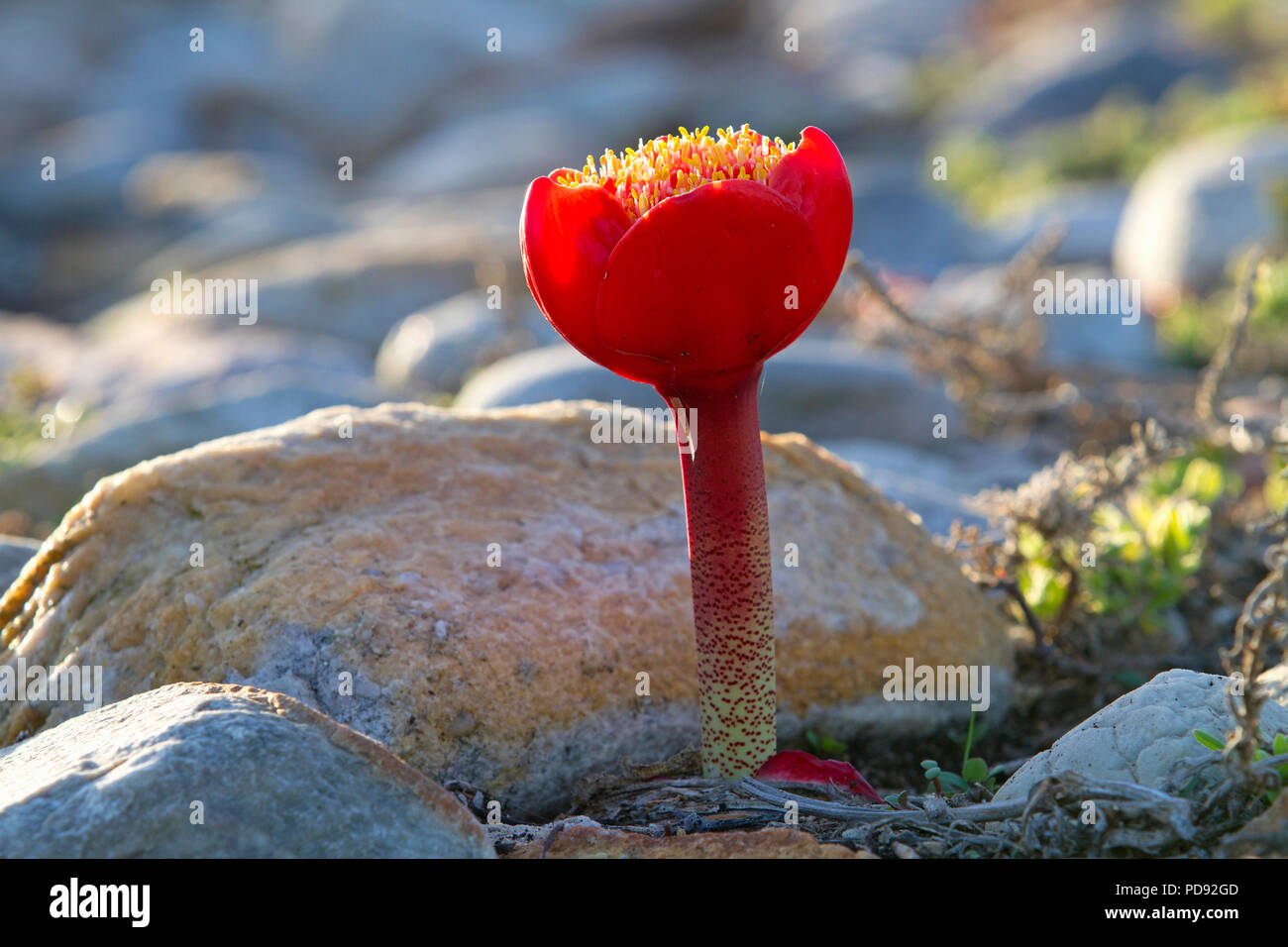 Flowering Paintbrush Lily between rocks Stock Photo