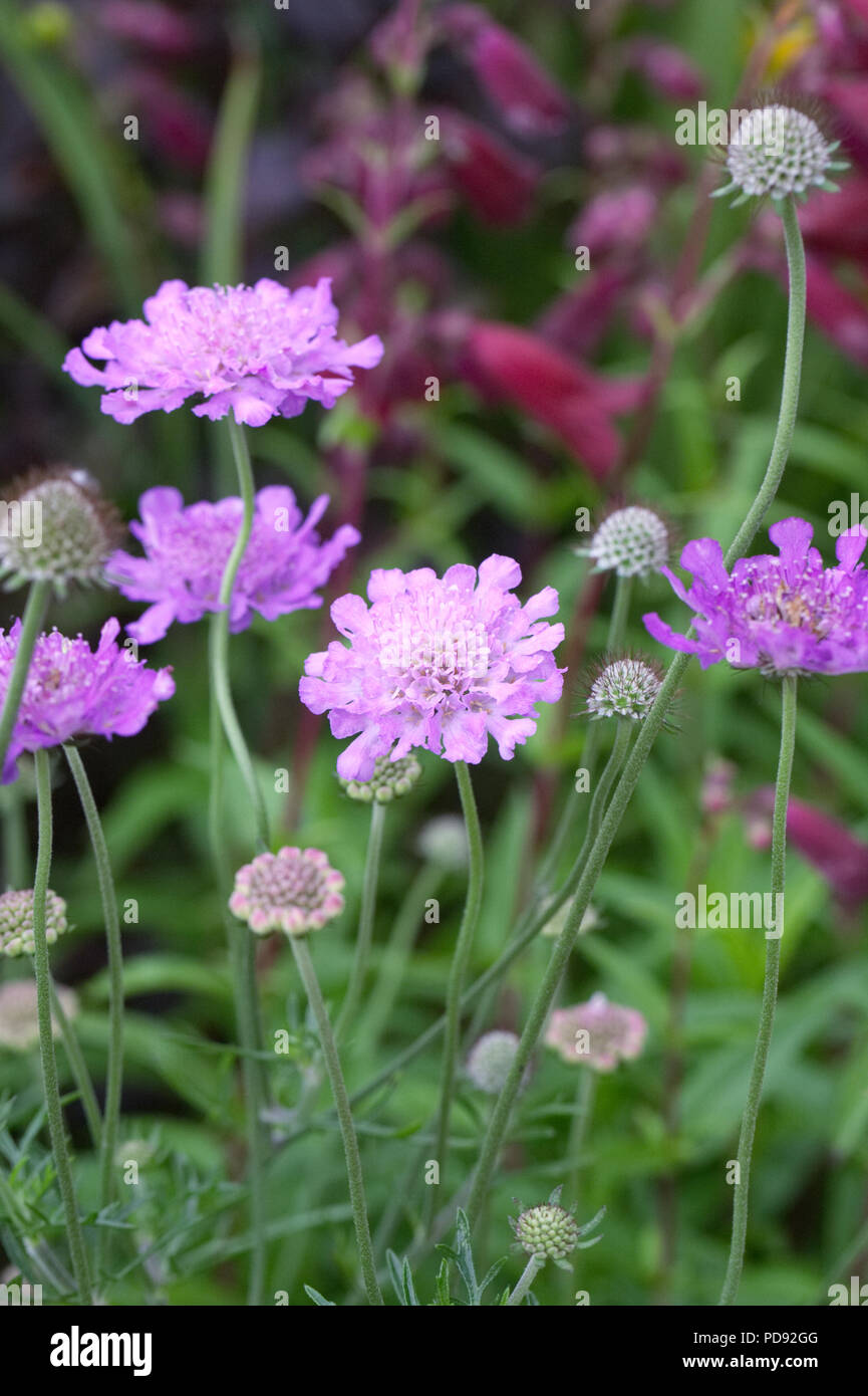 Scabiosa 'Vivid Violet' flowers. Stock Photo