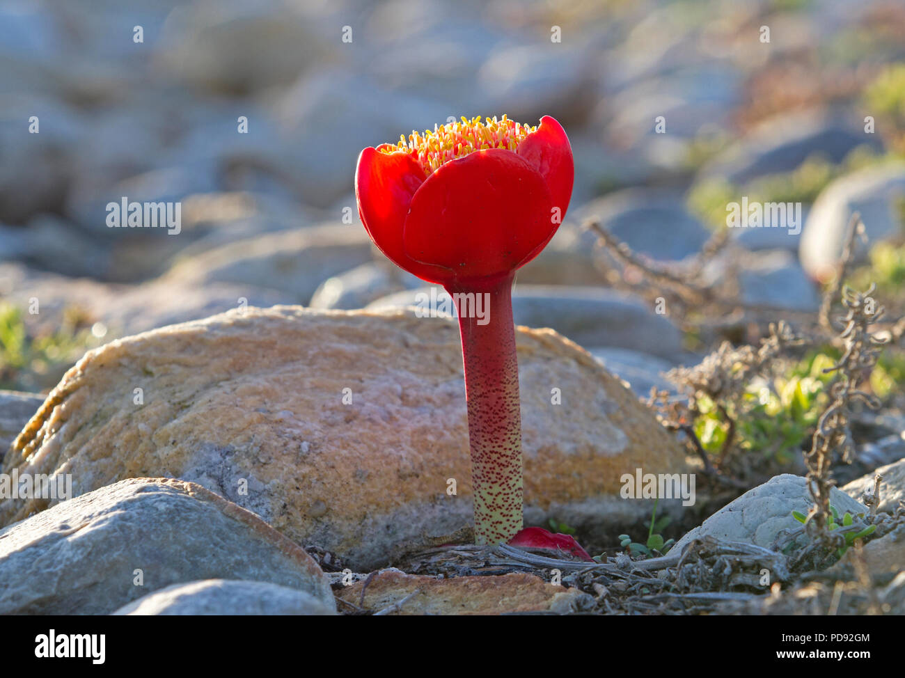Flowering Paintbrush Lily Stock Photo