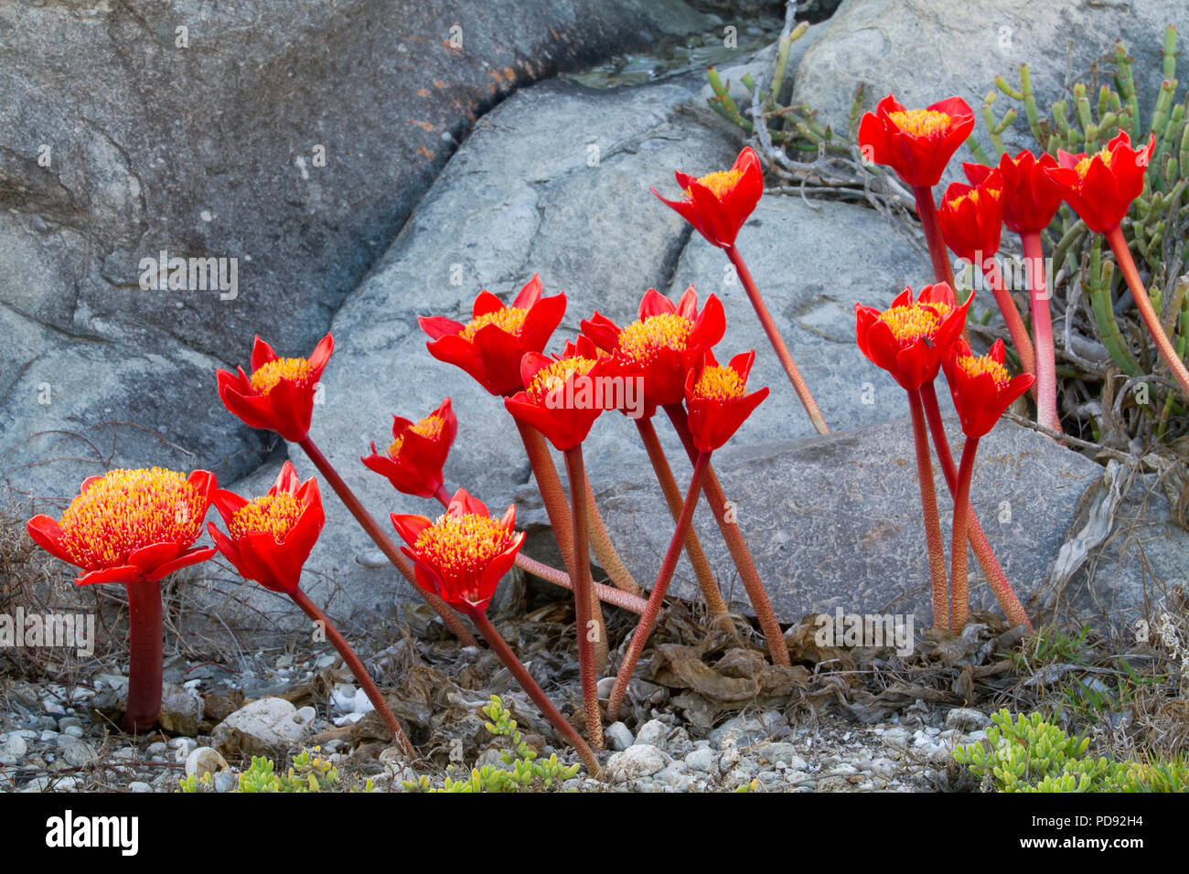 Paintbrush Lilies amongst the rocks Stock Photo