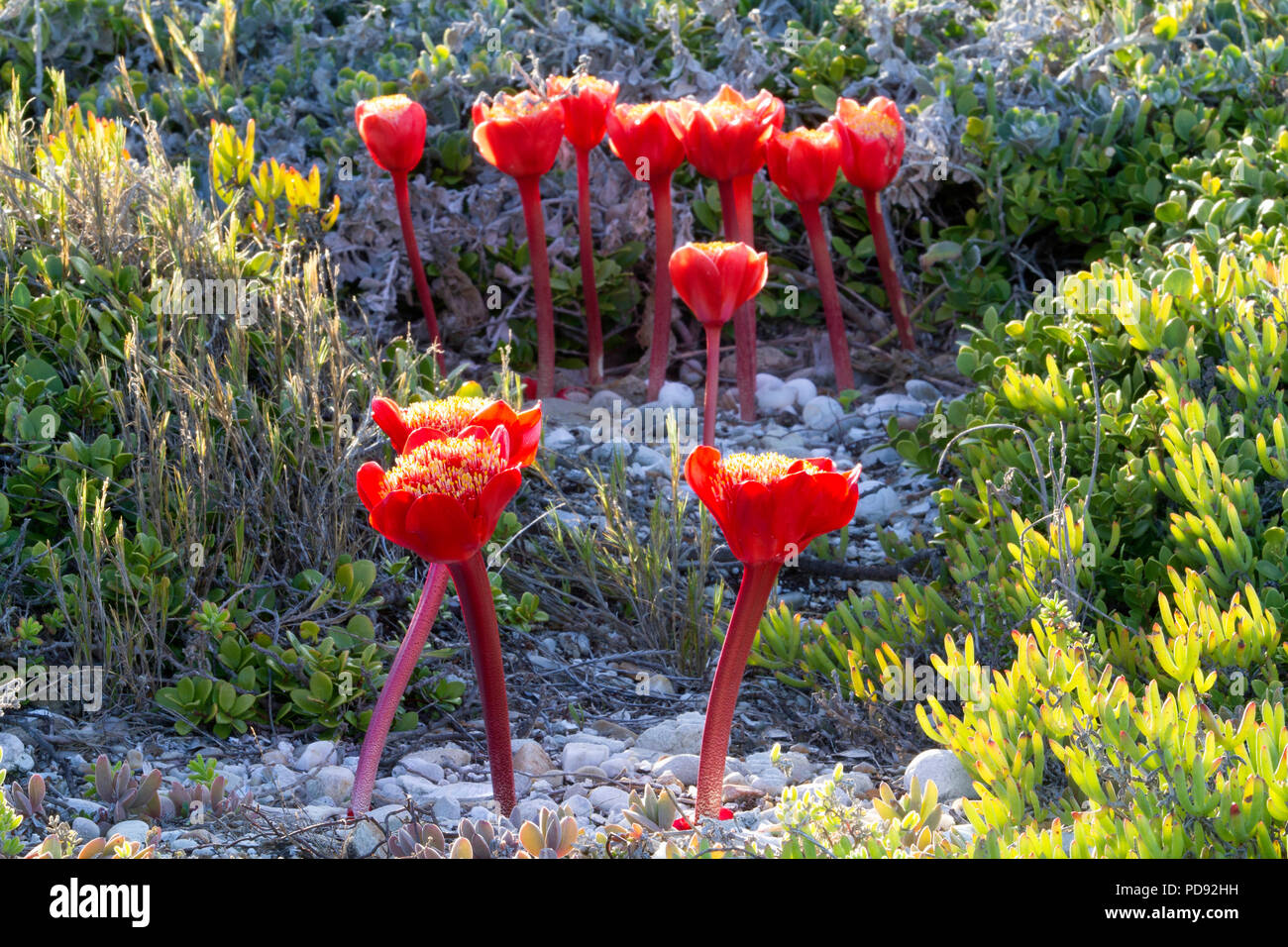 Paintbrush Lilies amongst Fynbos Stock Photo