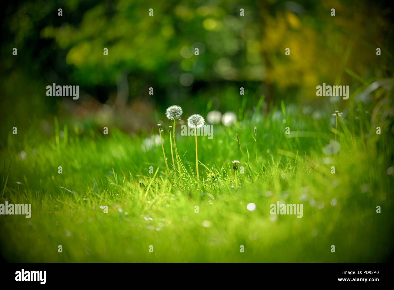 Couple of Dandelion on green grass with blurry background Stock Photo ...
