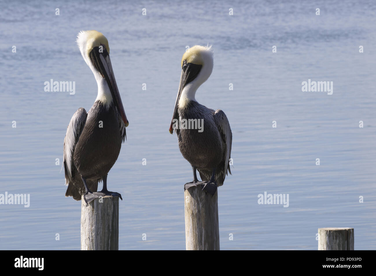 Expressive stare down between two brown pelicans on wood pilings along