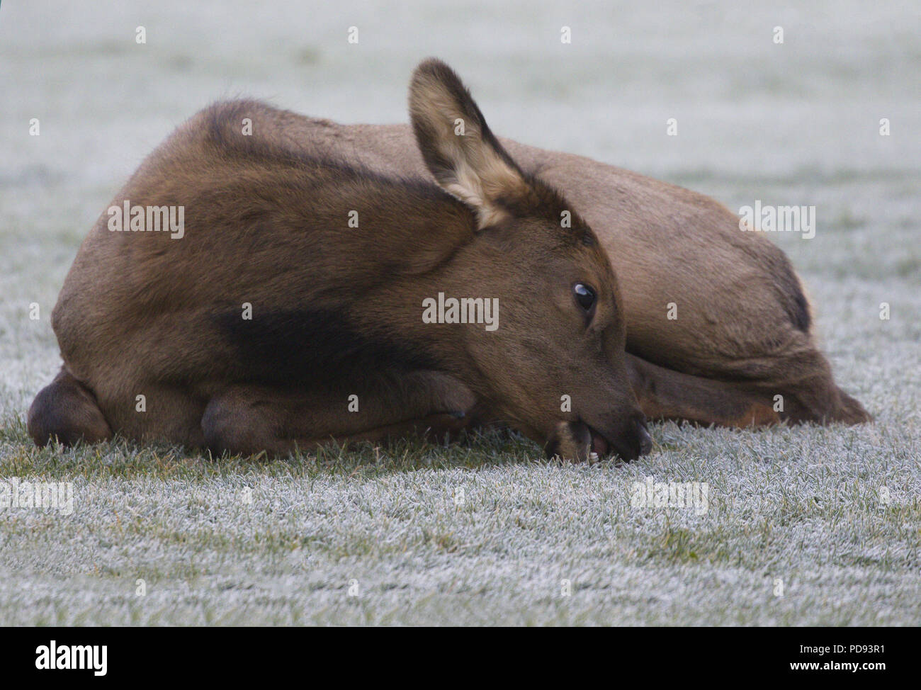 Autumn elf calf nibbles, while lying down, at frosted grass.  Location is Banff, Canada, in September of 2017. Stock Photo