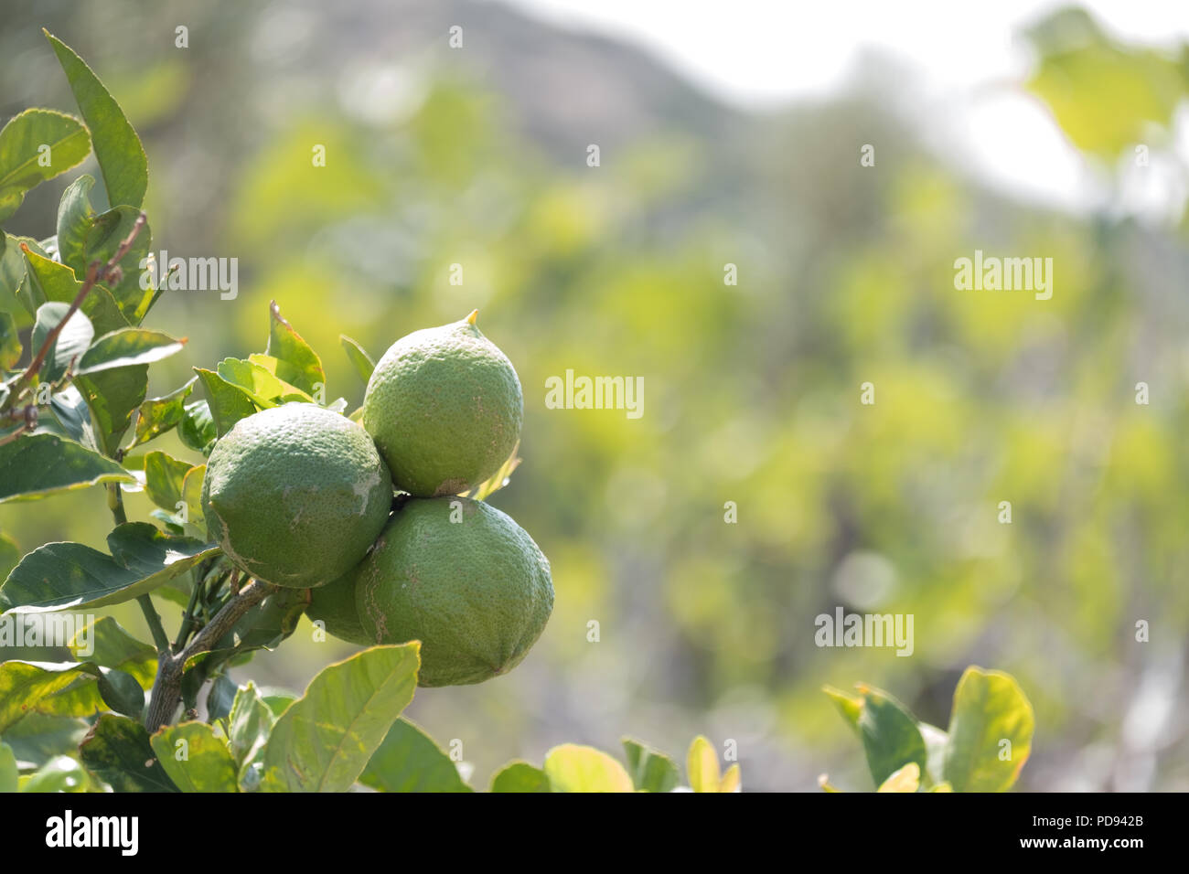 Green lemons on tree in sunshine, Citrus limon (L.) Osbeck, from the flowering plant family Rutaceae, now sold in Tesco, Saronida, Greece. Stock Photo