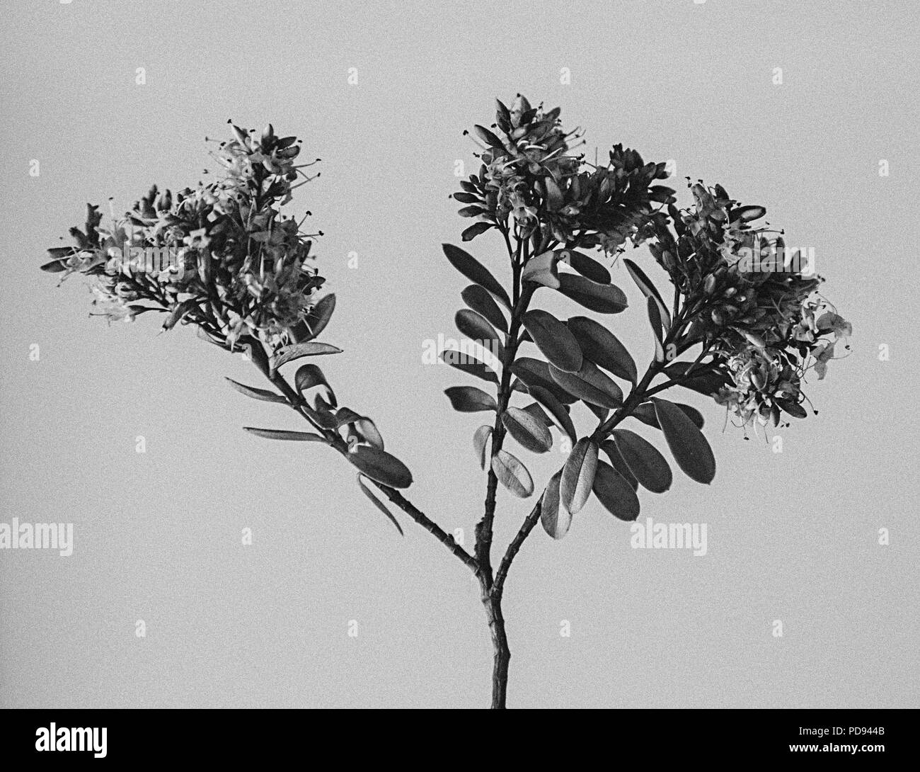 Herbarium Stock Photo