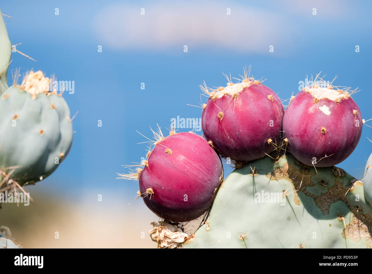 Prickly pears, ( fragosika - ( Opuntia ) φραγκόσυκο ), tuna (fruit), sabra, nopal (paddle, plural nopales) Saronida, Greece, Europe. Stock Photo