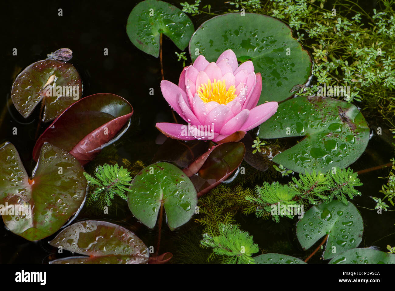 Water lilly and other aquatic plants like watermilfoil and water-starwort in a pond Stock Photo