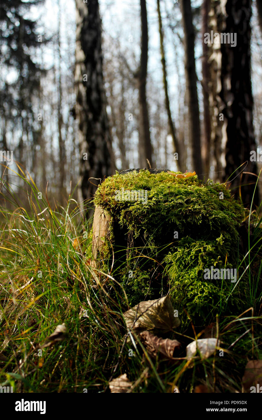 Mossy tree stam in the forest green grass and moss as a symbol for the cycle of life in the woods Stock Photo
