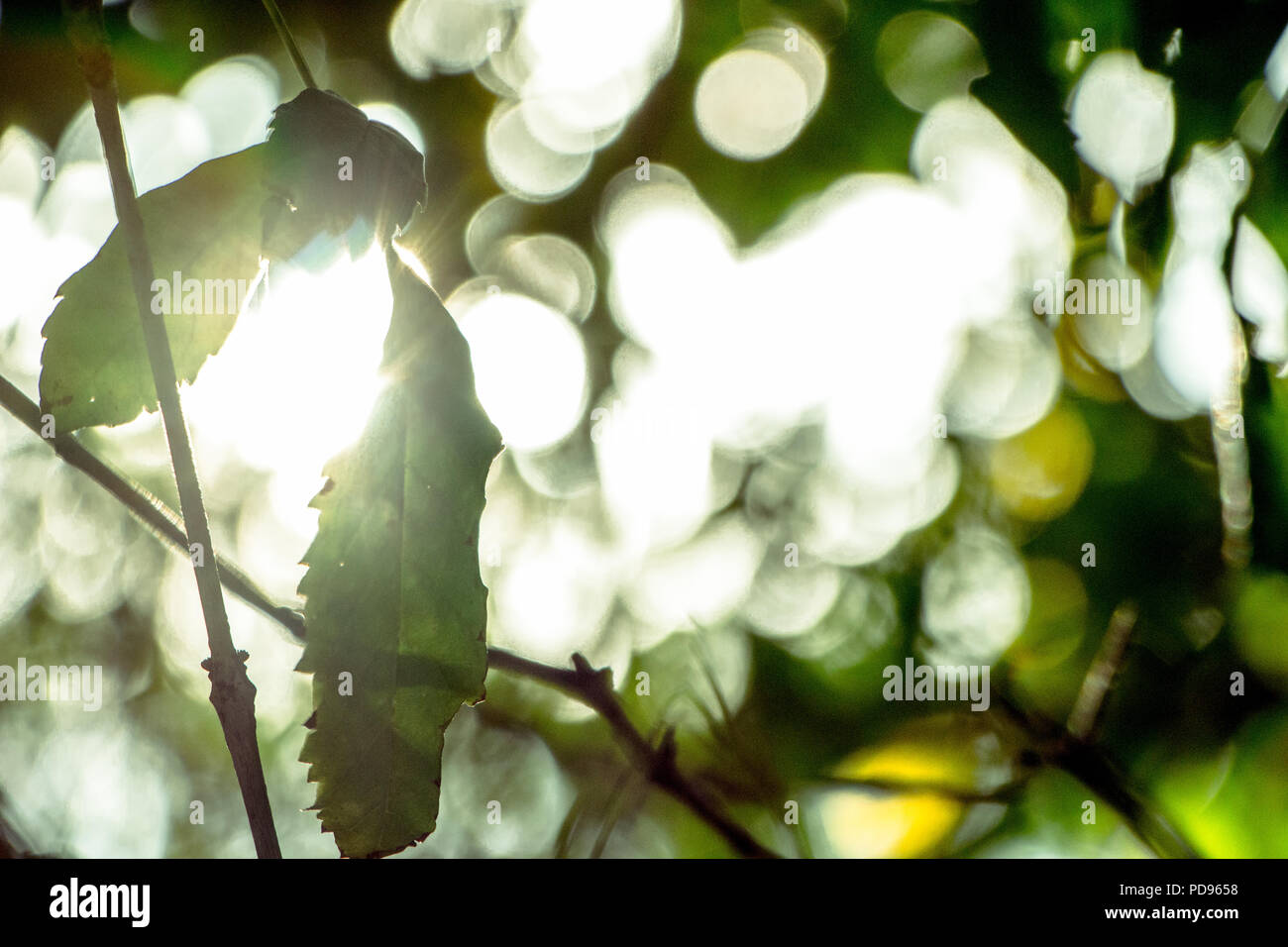 Backlighting in nature hi-res stock photography and images - Alamy