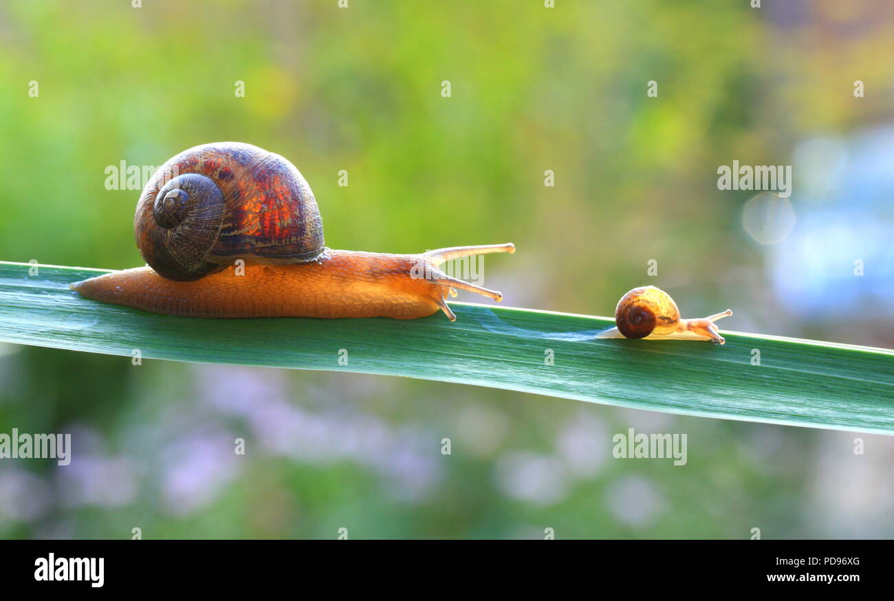 Garden snail following baby snail on a green leaf Stock Photo