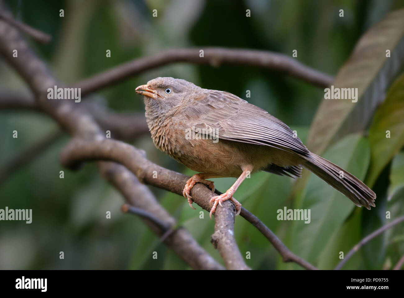 Safari garden hi-res stock photography and images - Alamy