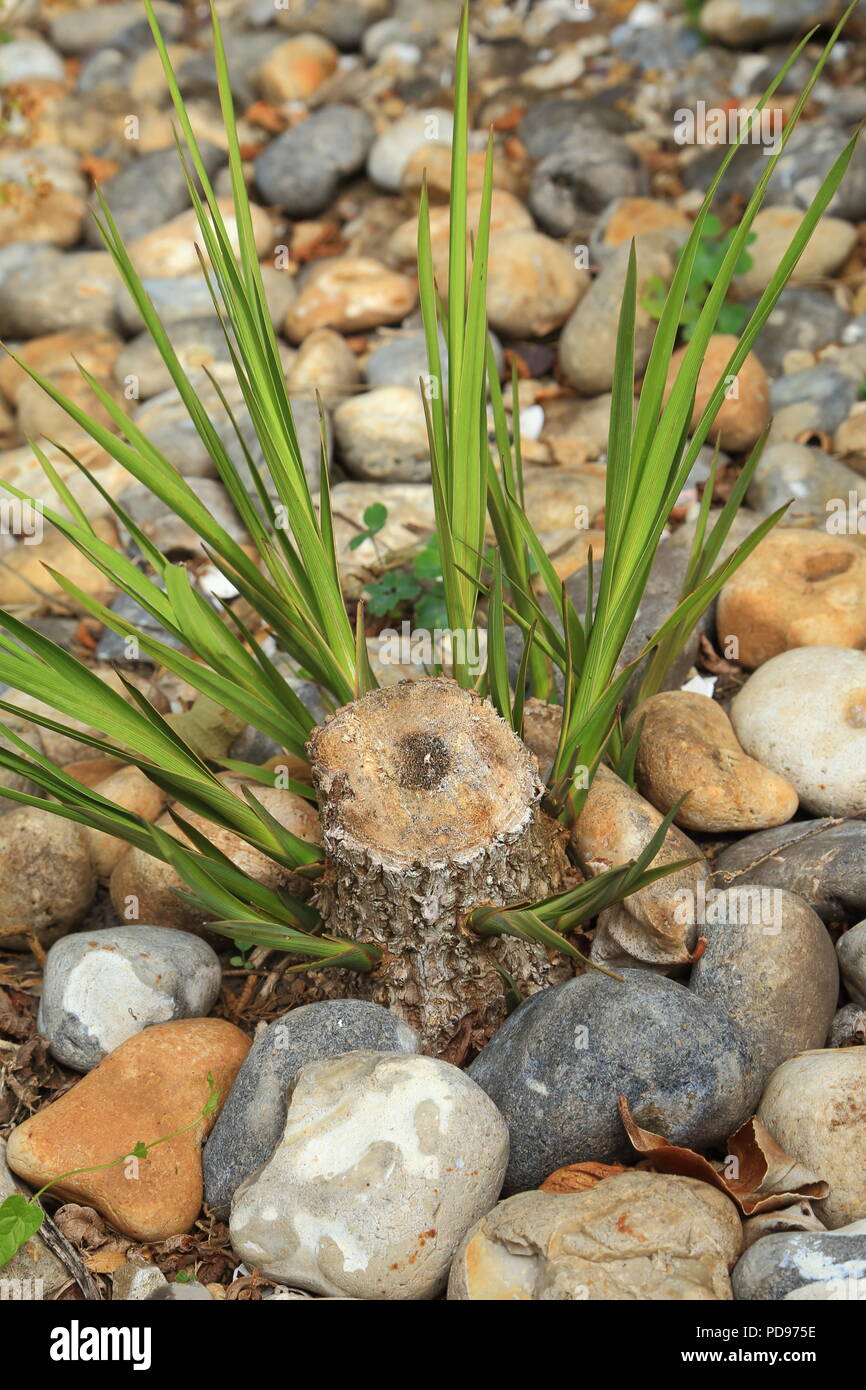 New shoots growing from stump of cut dawn palm tree in garden Stock Photo