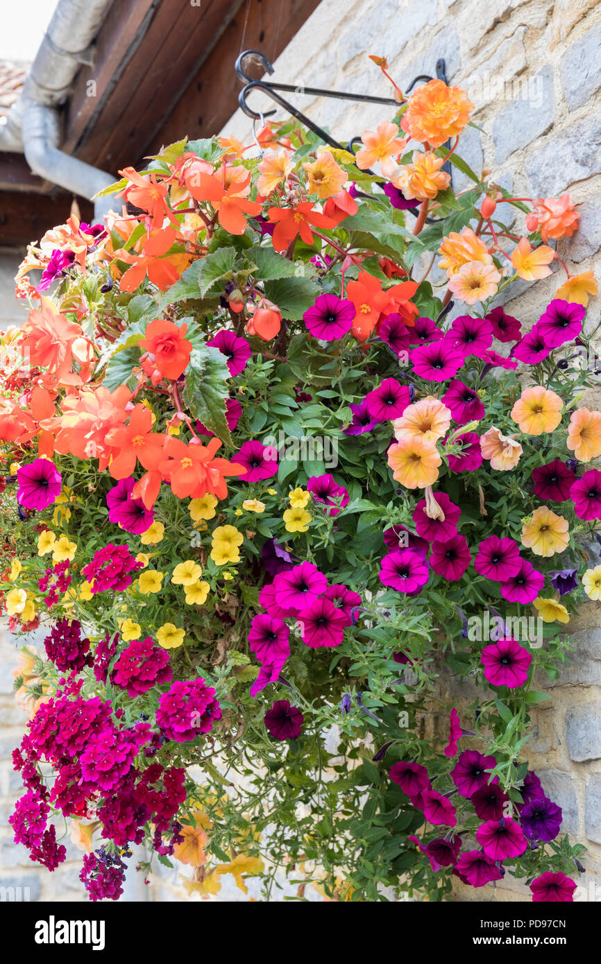 Close up of a vibrant bright summer hanging basket, England, UK Stock Photo