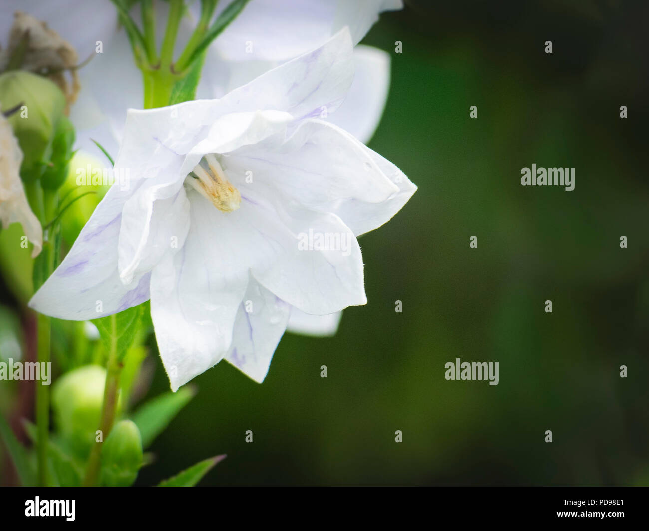 White Platycodon flower in bloom Stock Photo