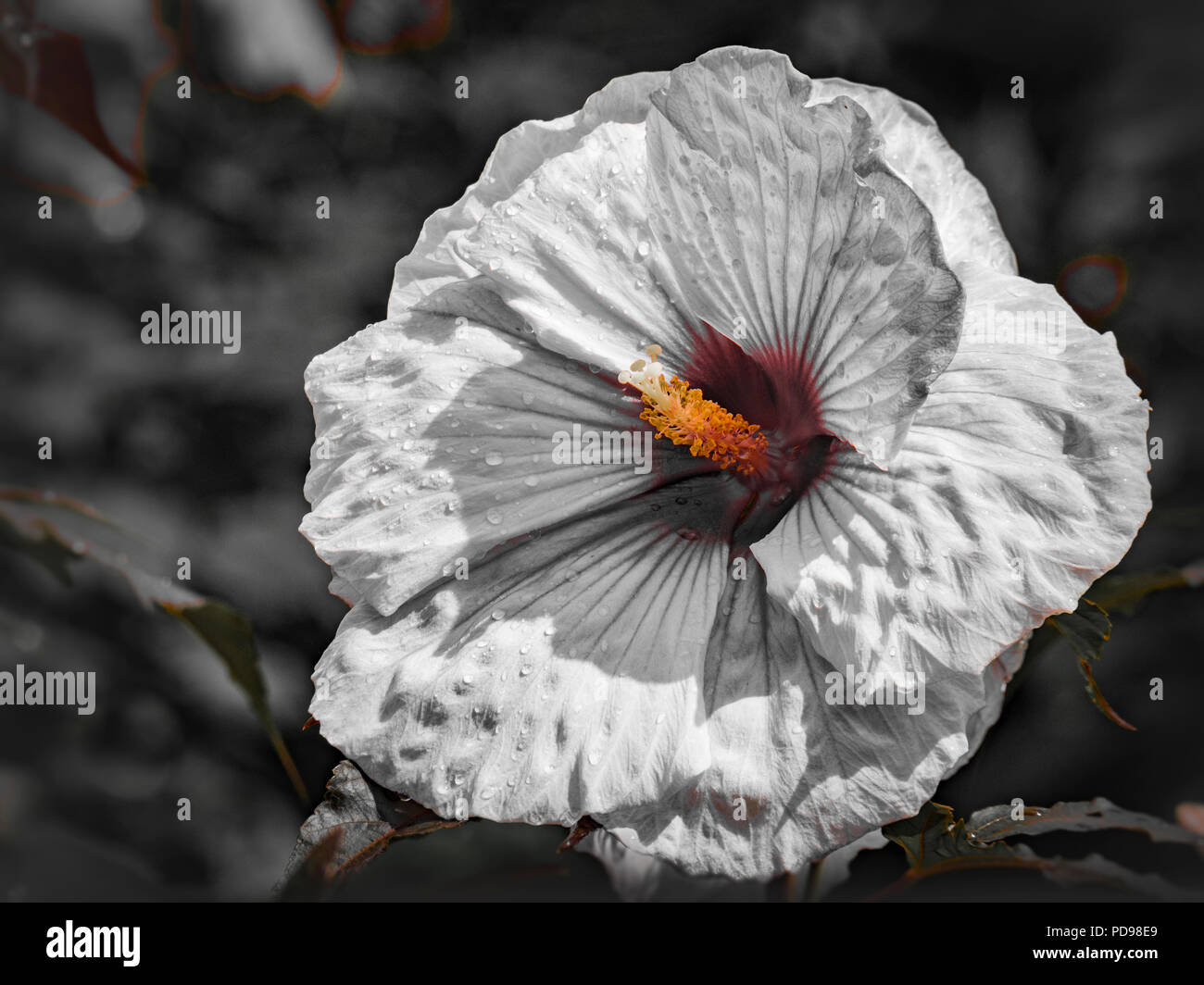Beautiful Hibiscus flower in bloom Stock Photo - Alamy