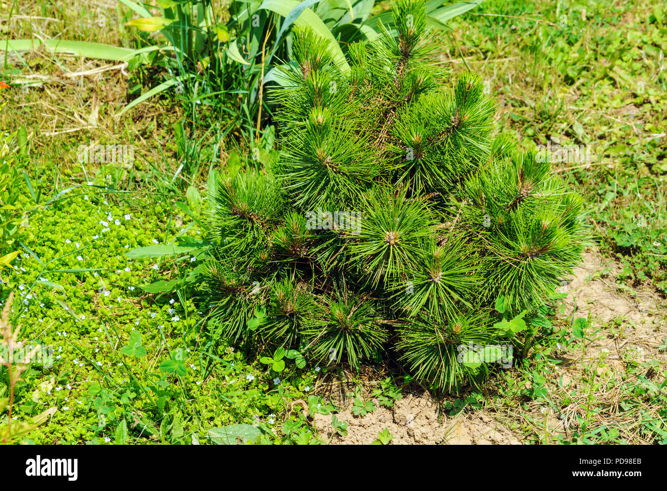 Young tree of mountain pine with green needles in the garden Stock Photo