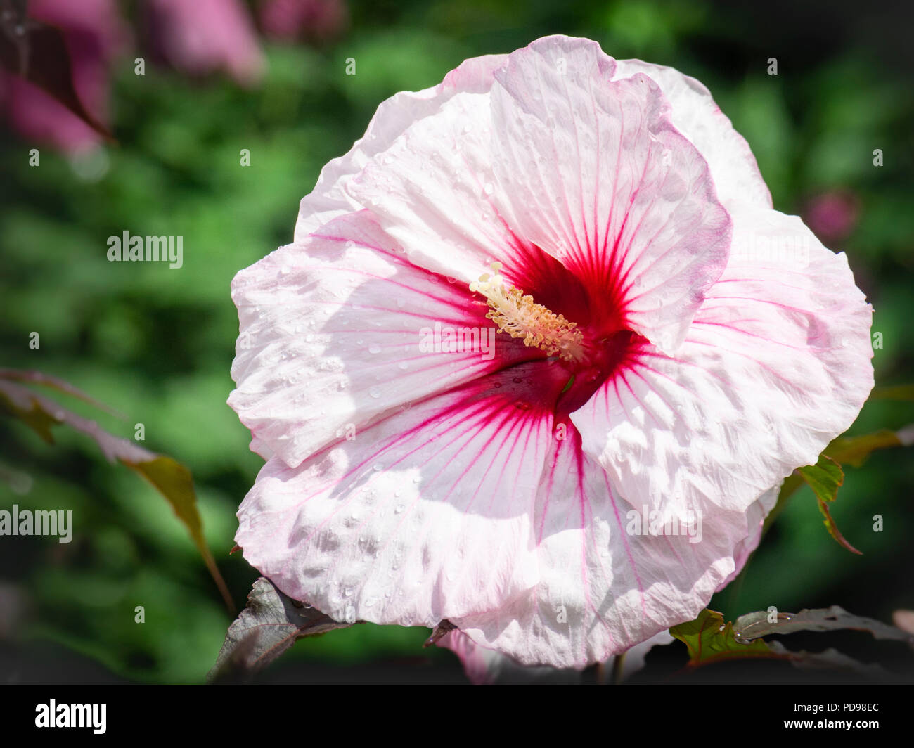 Beautiful Hibiscus flower in bloom Stock Photo - Alamy