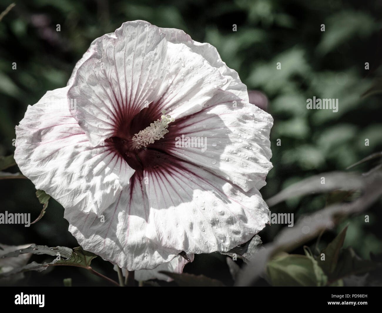 Beautiful Hibiscus flower in bloom Stock Photo - Alamy