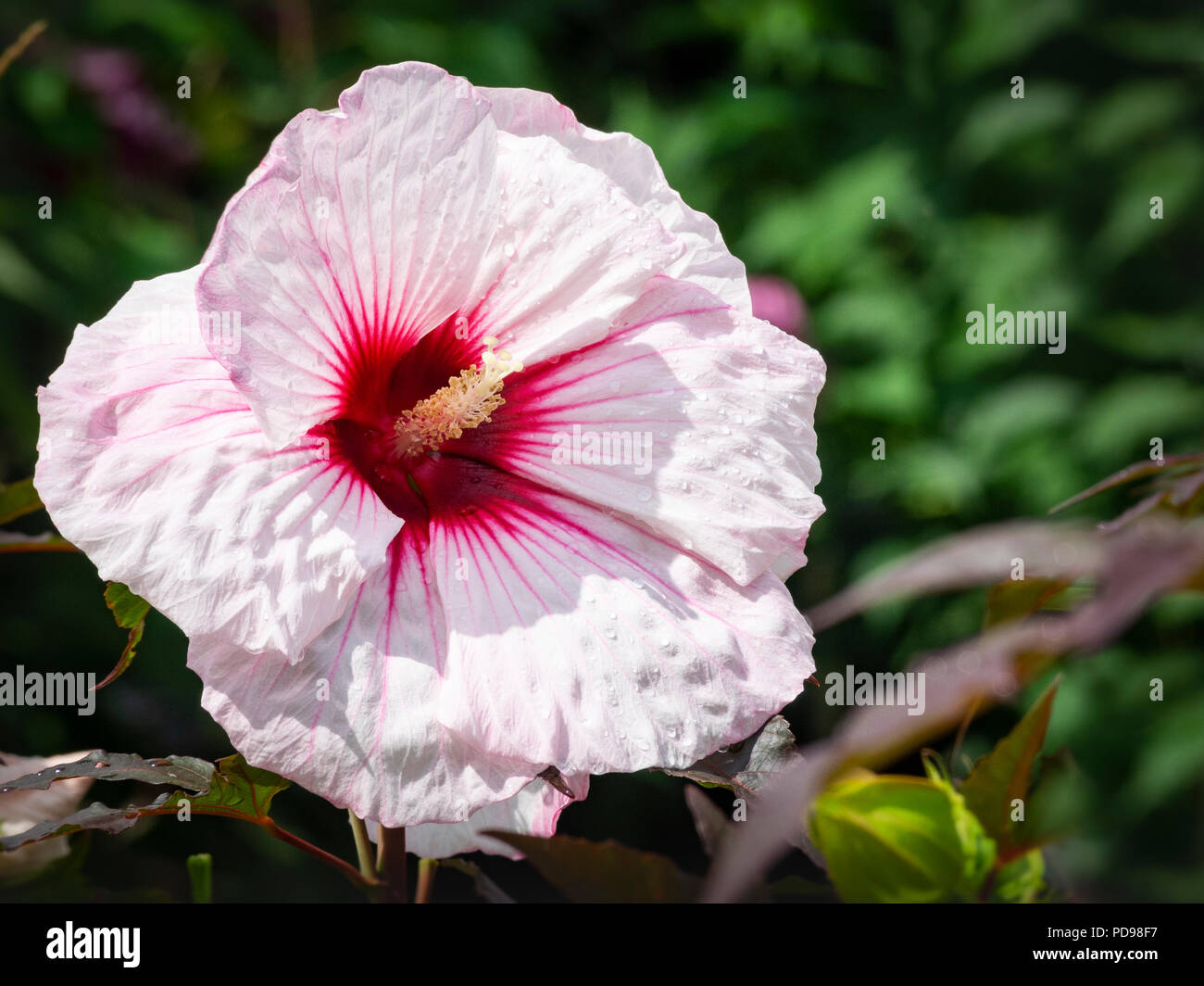 Beautiful Hibiscus flower in bloom Stock Photo - Alamy
