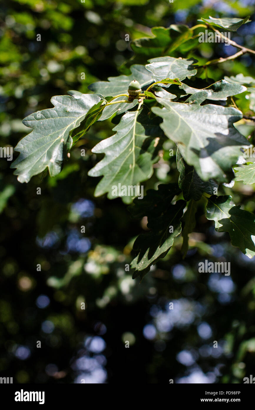 Acorns growing on oak trees with a blue sky background Stock Photo